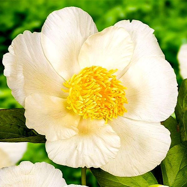 Roy Pehrson's Best Yellow