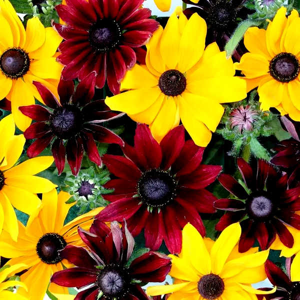 Ruby Gold' Rudbeckia Seeds