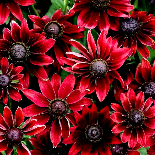Rudbeckia 'Cherry Brandy'