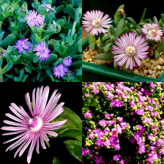 Ruschia Mixed Species