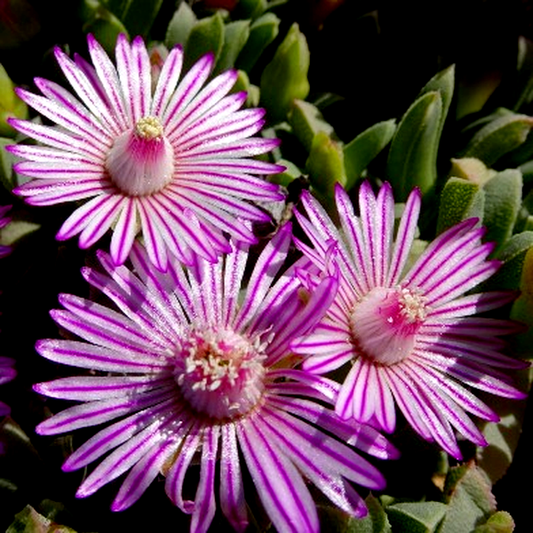Ruschia lineolata