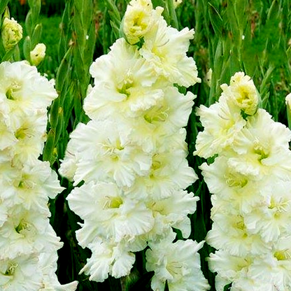 Saint Dmitri Solynksi