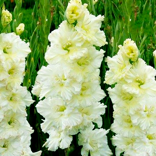 Saint Dmitri Solynksi