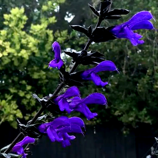 Salvia BODACIOUS® 'Rhythm & Blues'