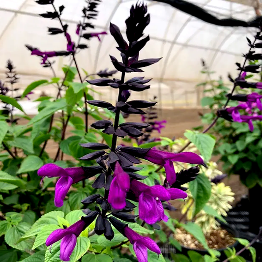Salvia BODACIOUS® 'Smokey Jazz'