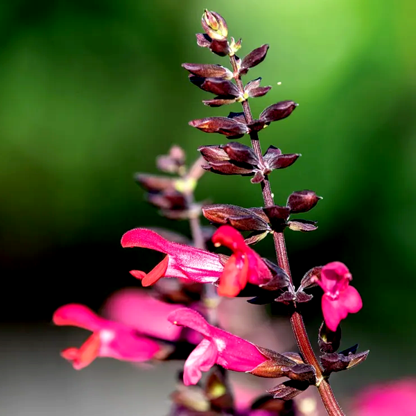 Salvia Bodacious® 'Jammin Jazz' Ornamental Sage