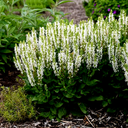 Salvia 'Bumblesnow'