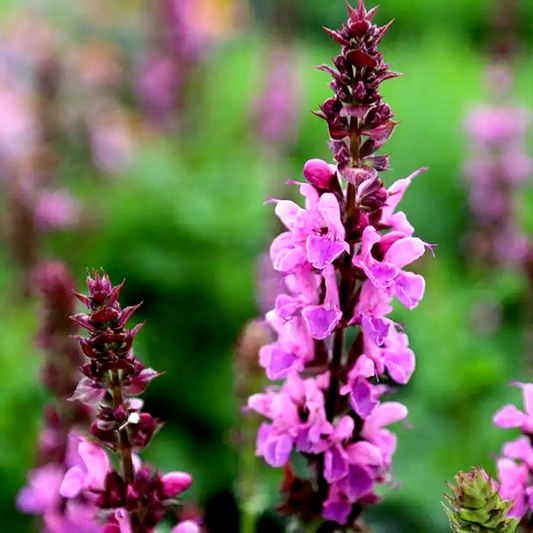 Salvia 'Rose Marvel'