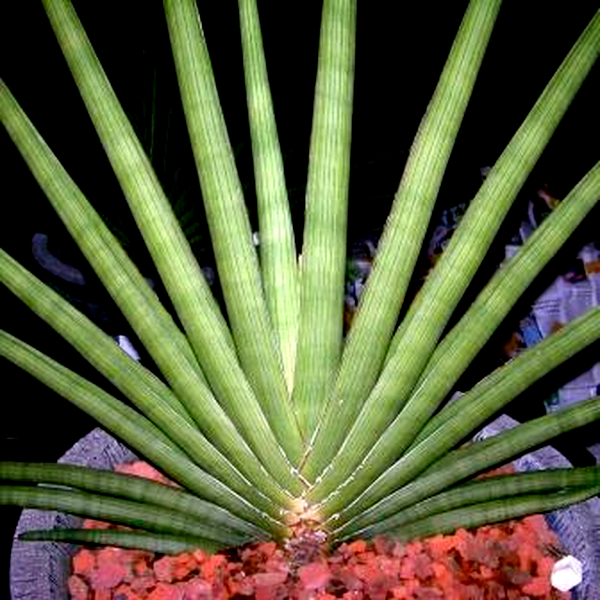 Sansevieria pearsonii