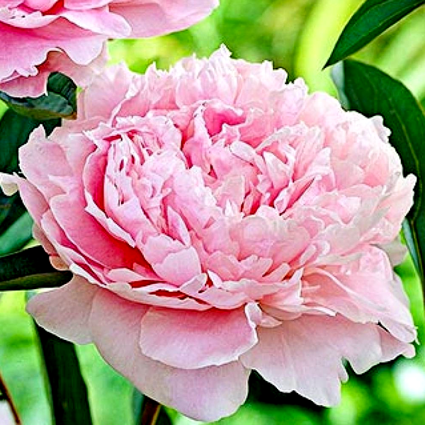 Sarah Bernhardt Select