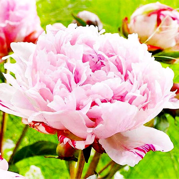 Sarah Bernhardt Unique