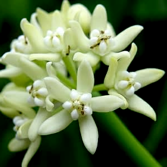 Sarcostemma viminale