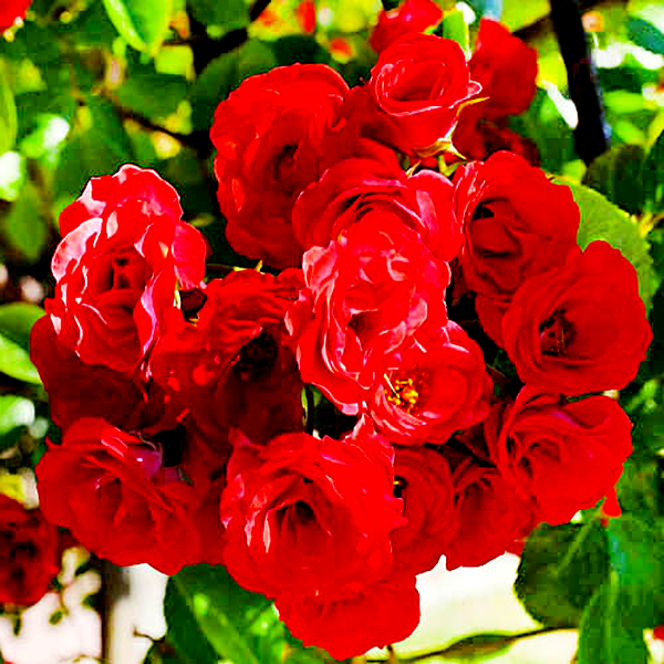 Scarlet Meillandecor