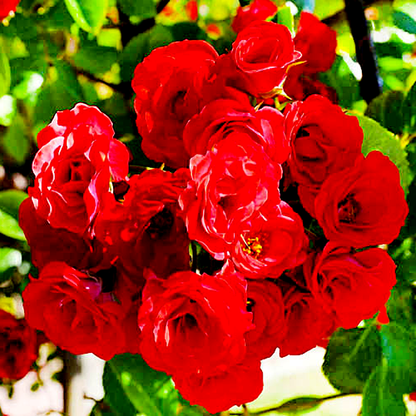 Scarlet Meillandecor