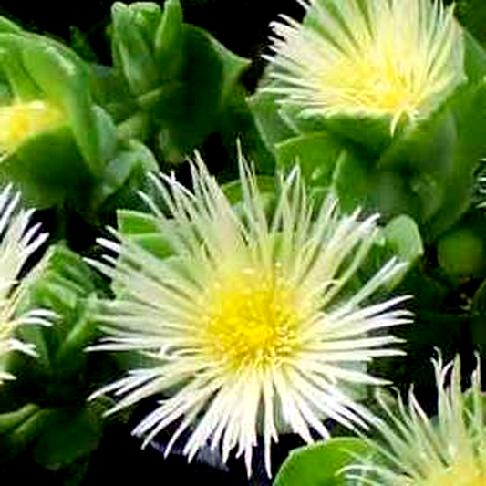 Sceletium tortuosum