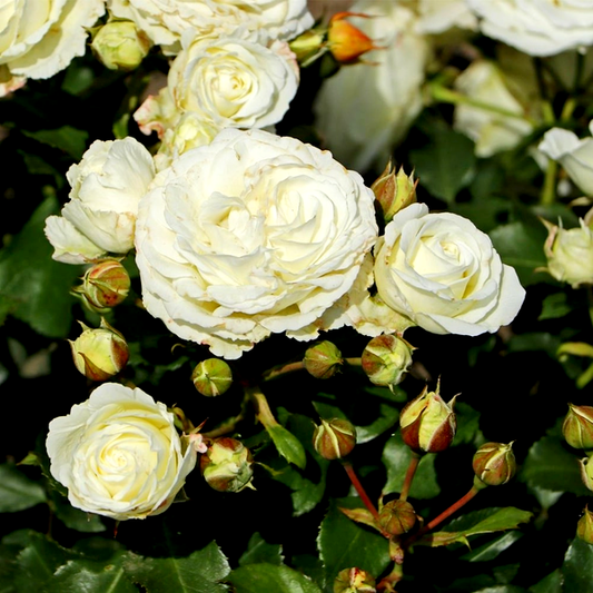 Schneeküsschen 2016