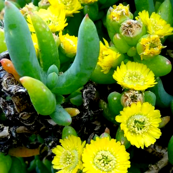 Scopelogena verruculata