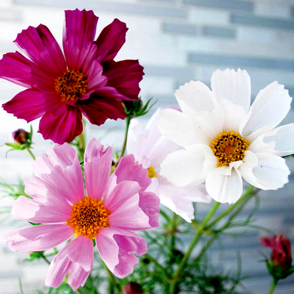 Sea Shells Mix Organic Cosmos Seeds