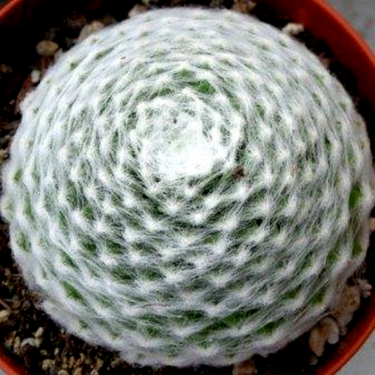 Sempervivum arachnoideum