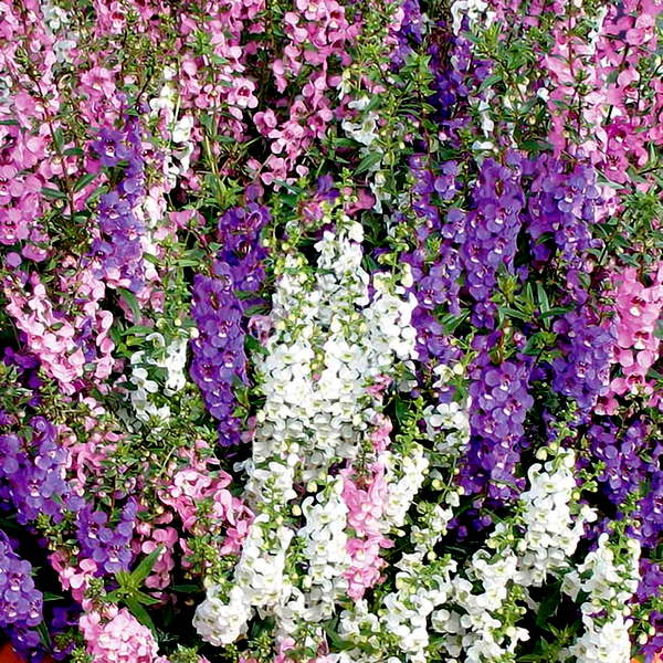 Serena® Mix Angelonia Seeds