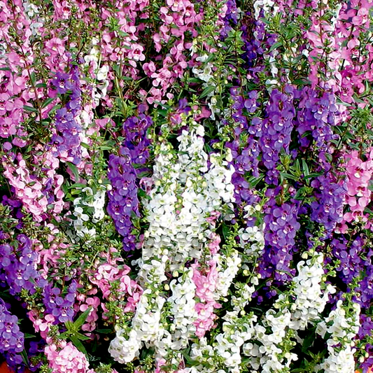 Serena® Mix Angelonia Seeds