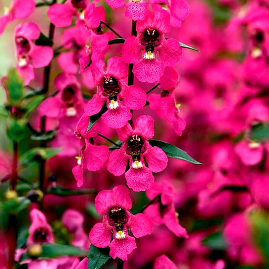 Serena® Rose Angelonia Seeds