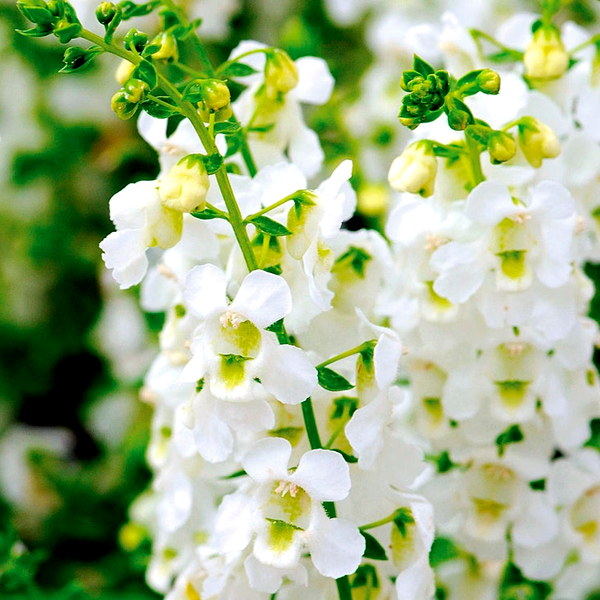 Serena® White Angelonia Seeds