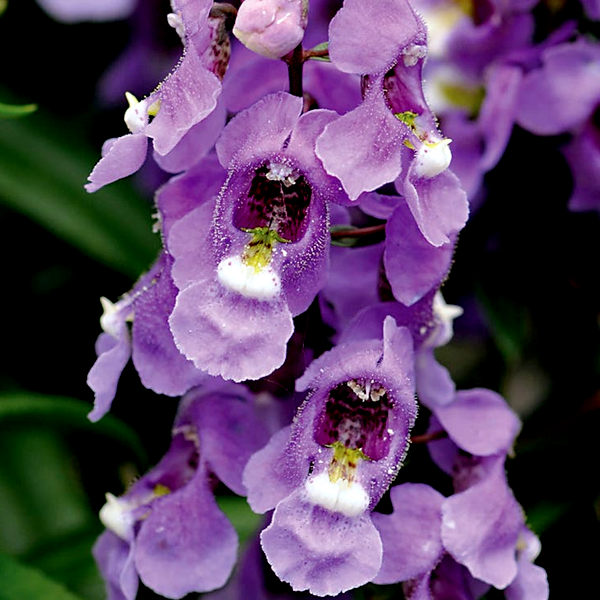 Serenita® Sky Blue Angelonia Seeds