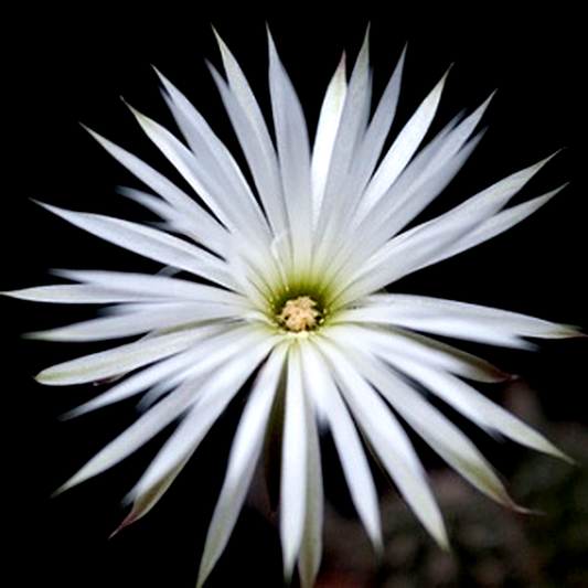 Setiechinopsis mirabilis