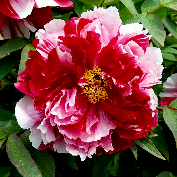 Shima-nishiki Dao Jin