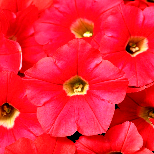 Shock Wave® Coral Crush Petunia Seeds
