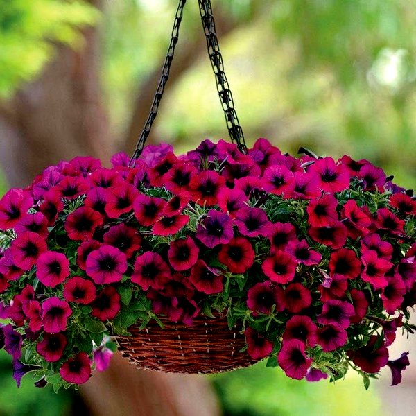 Shock Wave® Deep Purple Petunia Seeds