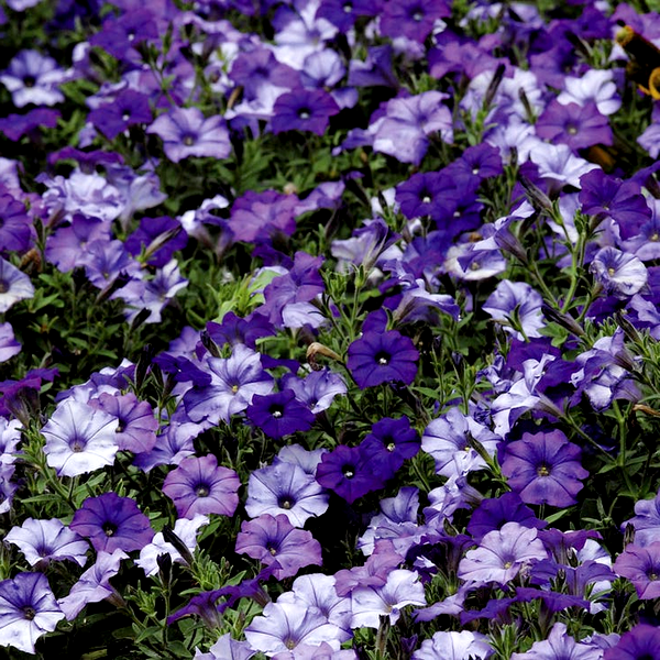 Shock Wave® Denim Shades Petunia Seeds