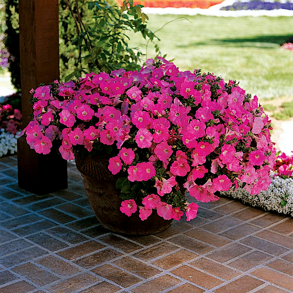 Shock Wave® Pink Shades Petunia Seeds