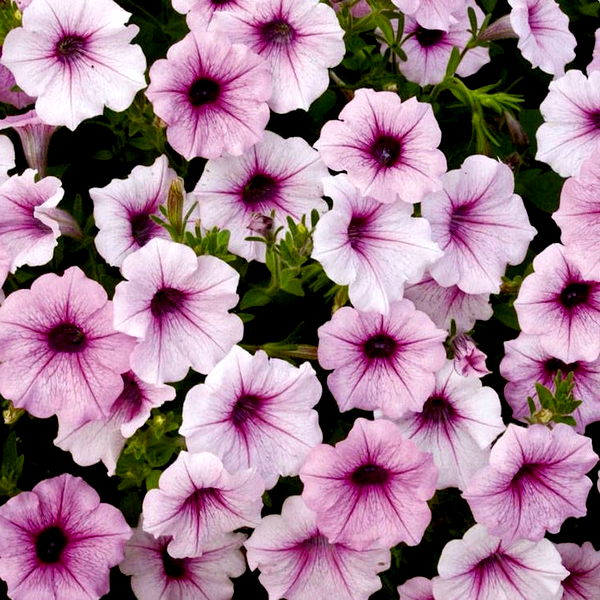 Shock Wave® Pink Vein Petunia Seeds