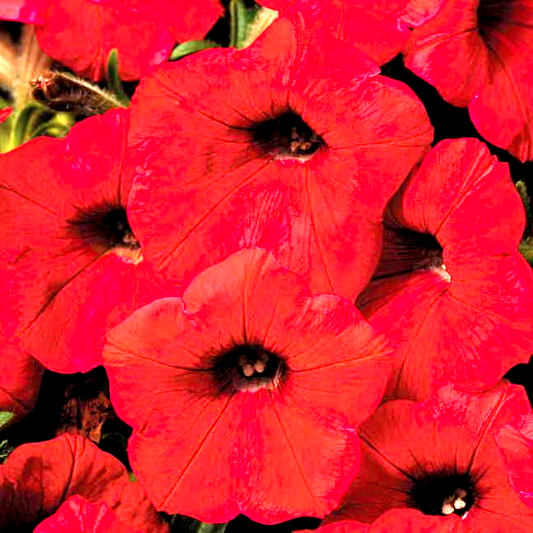 Shock Wave® Red Petunia Seeds