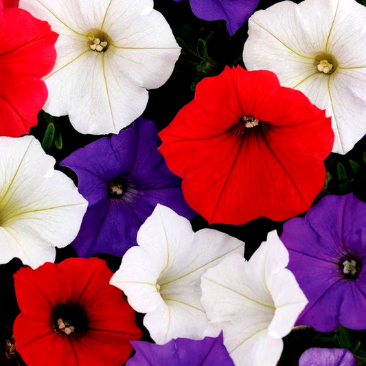 Shock Wave® Volt Mix Petunia Seeds