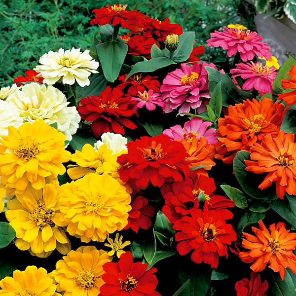 Short Stuff™ Mix Zinnia Seeds