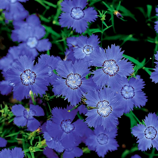 Siberian Blues' Dianthus Seeds