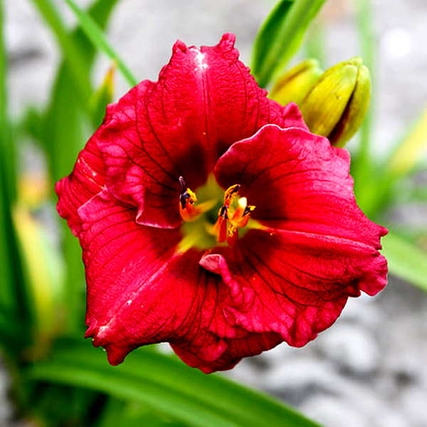 Siloam Grace Stamile