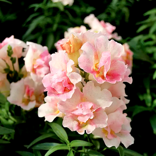 Snapdragon Twinny Appleblossom Seeds