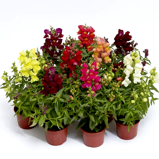 Snaptini™ Mix Dwarf Snapdragon Seeds