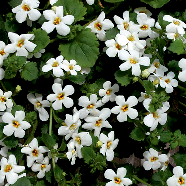 Snowtopia® Bacopa Seeds
