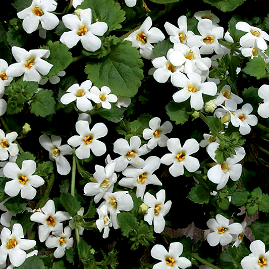 Snowtopia® Bacopa Seeds