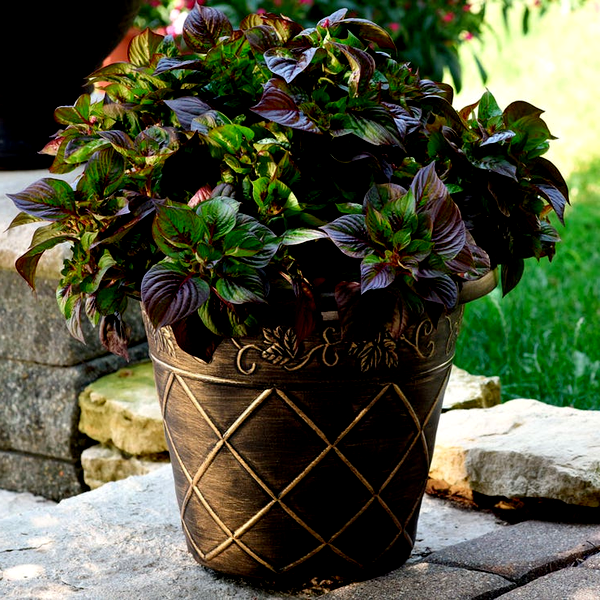 Sol™ Gekko Green Celosia Seeds