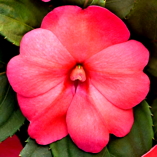 Solarscape® XL Salmon Glow Interspecific Impatiens Seeds