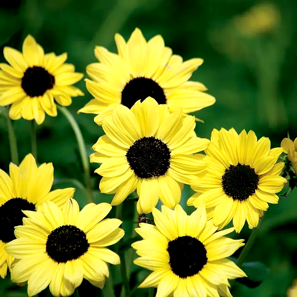 Soluna Lemon' Sunflower Seeds