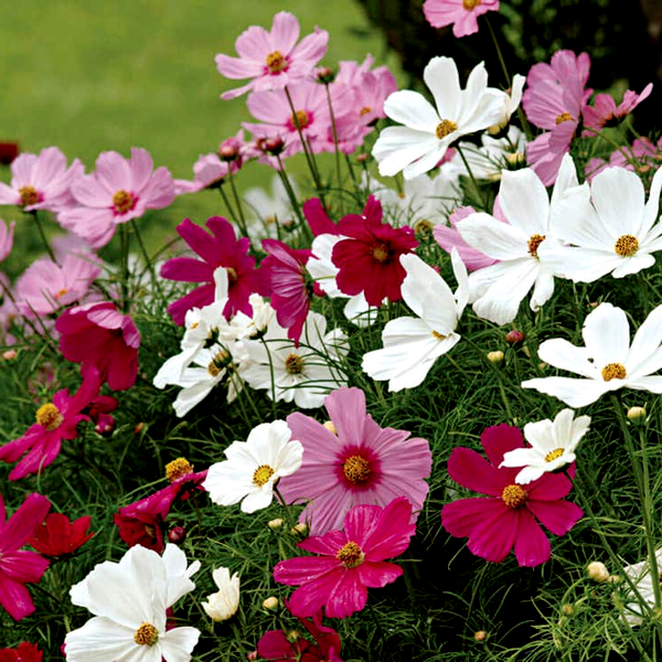 Sonata™ Mix Cosmos Flower Seeds
