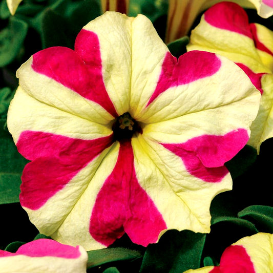 Sophistica® Lime Bicolor Petunia Seeds