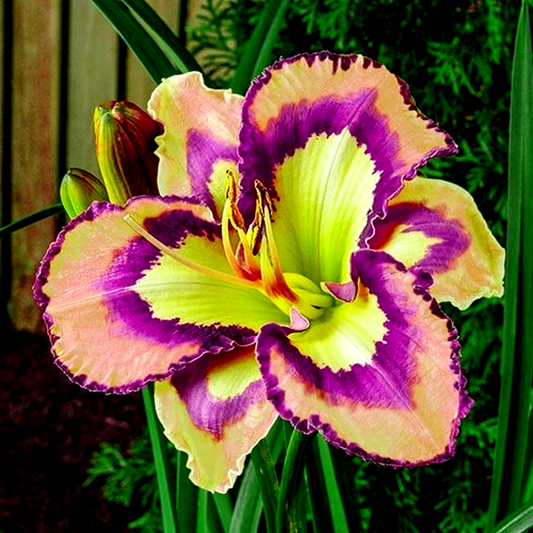 Spacecoast Behavior Pattern